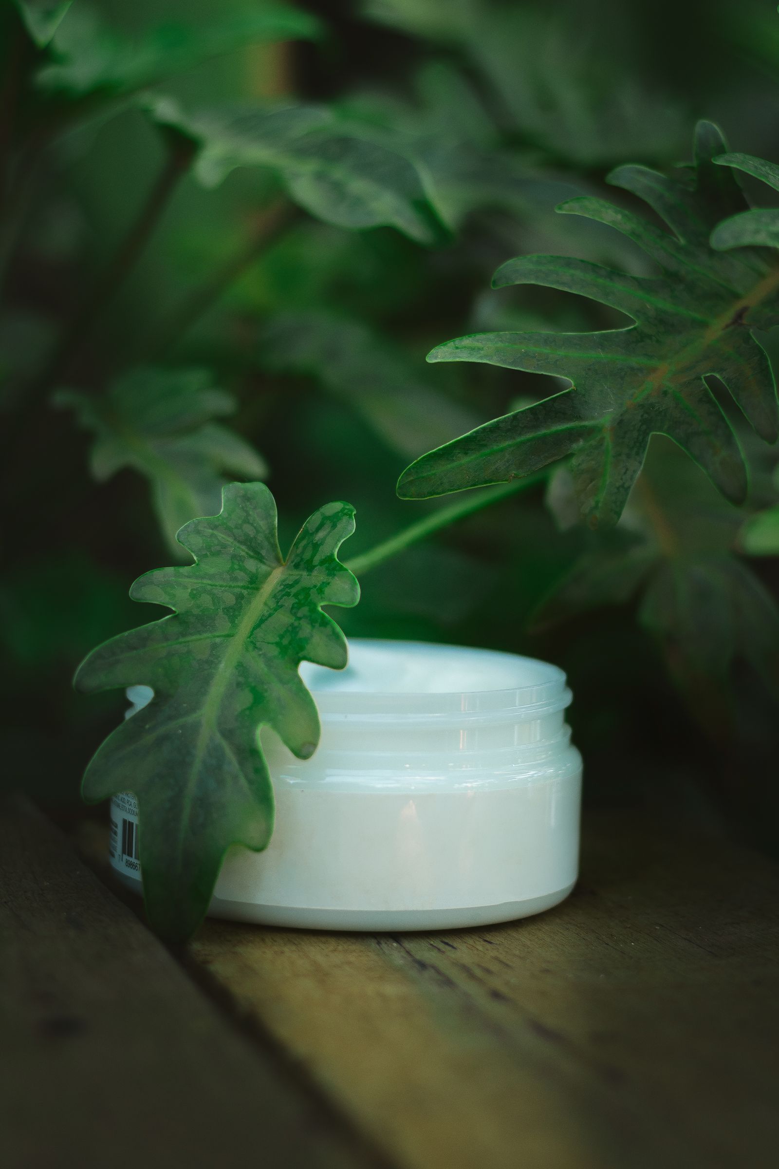 Cream jar among lush green leaves