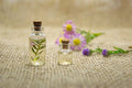 Essential Oils 6-Pack